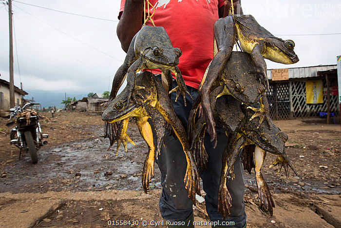 Stock photo of Man casting net to catch Goliath frog (Conraua goliath)  Sanaga, Cameroon…. Available for sale on