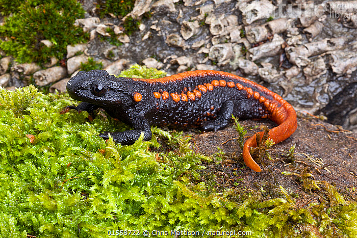 Stock photo of Kweichow crocodile newt (Tylototriton ...