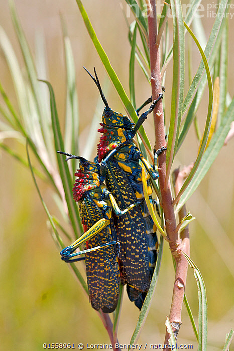 Stock Photo Of Giant Painted Locust (Phymateus Saxosus) Mating ...