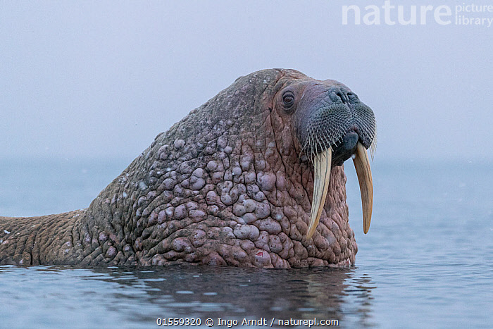 Stock photo of Walrus (Odobenus rosmarus) in winter, Arctic, Moffen ...