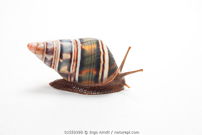 Stock photo of Land snail / Tree snail (Liguus fasciatus achatinus ...