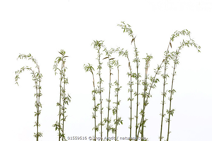 Stock photo of Bamboo (Fargesia sp.), Sichuan, China. Available for ...