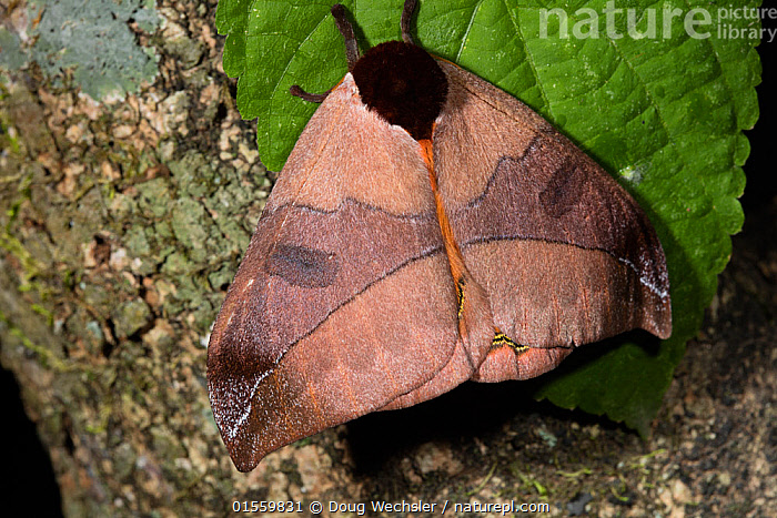 Stock photo of Moth (Automeris sp) Province Loja, Jorupe Biological ...