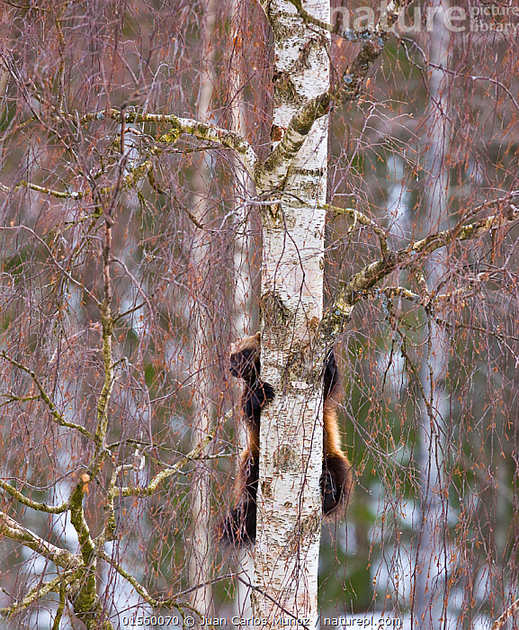 Stock photo of Wolverine (Gulo gulo) climbing tree, captive, Finland ...