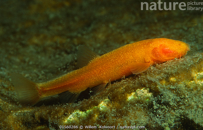 Rimma Penjievaning yalangoch surati