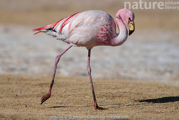 stock-photo-of-puna-james-flamingo-phoenicoparrus-jamesi-walking