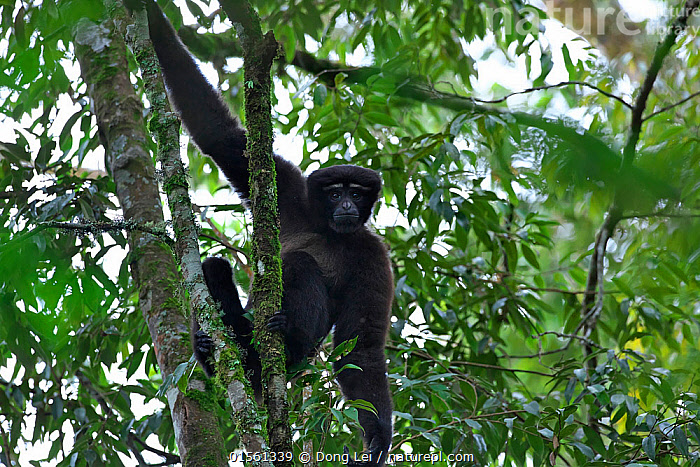 Stock photo of Skywalker hoolock gibbon (Hoolock tianxing) male, Yunnan ...