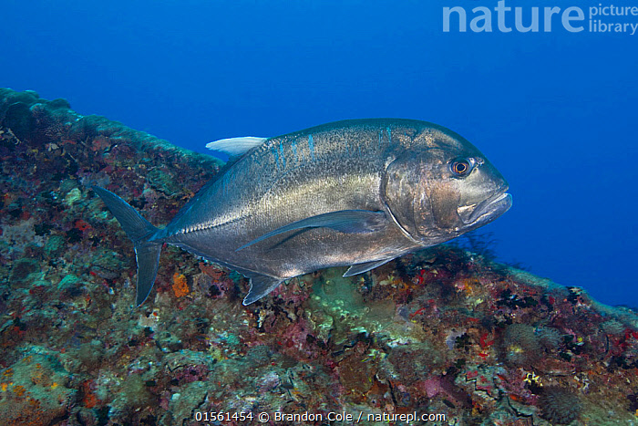 Stock photo of Giant trevally (Caranx ignobilis) swims over the wreckage of  the SS…. Available for sale on