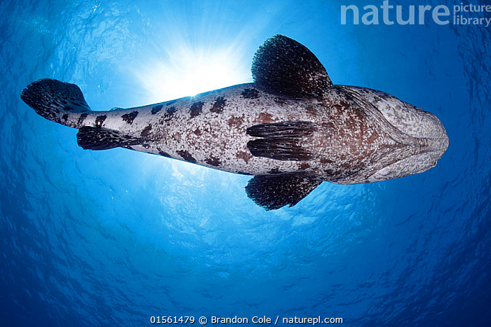 Potao Cod Stock photo of Potato cod (Epinephelus tukula) view from underneath ...