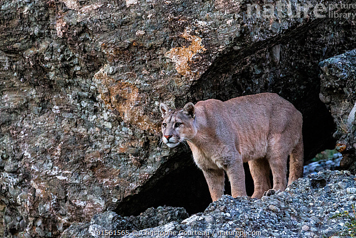 stock-photo-of-puma-puma-concolor-in-high-altitude-habitat-of-torres