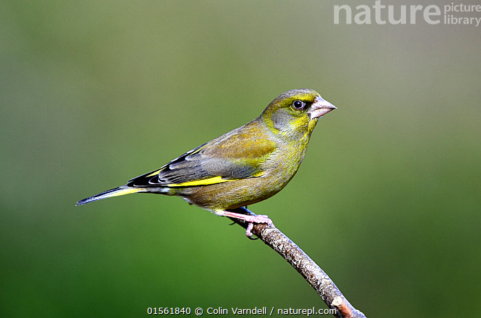 Stock photo of Greenfinch (Chloris chloris) male in breeding condition