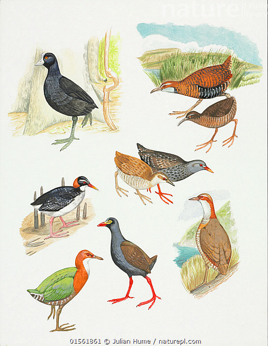 Stock photo of Extinct rail species. Clockwise from top left: Mascarene ...