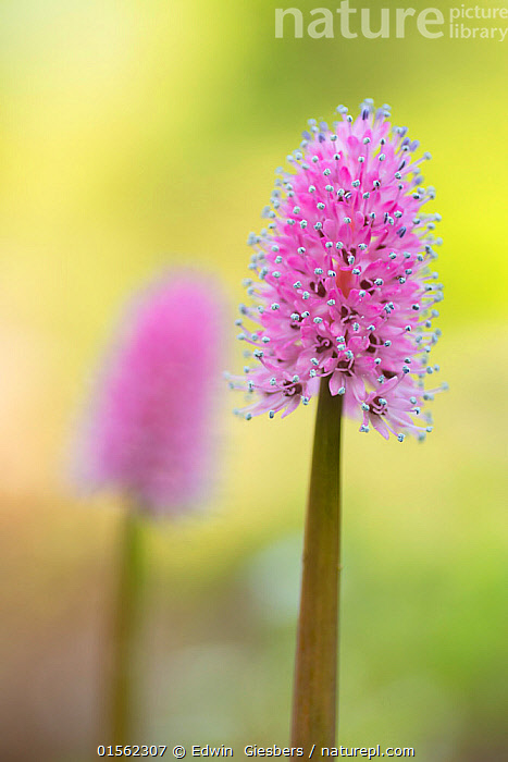 Stock photo of Swamp pink (Helonias bullata), occurs in Eastern USA ...