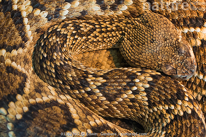 Stock photo of Eastern diamond-backed rattlesnake (Crotalus adamanteus ...