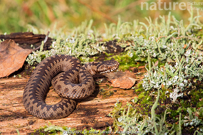 Stock Photo Of Adder Vipera Berus Young Adder Basking On Log With stock-photo-of-adder-vipera-berus-young-adder-basking-on-log-with