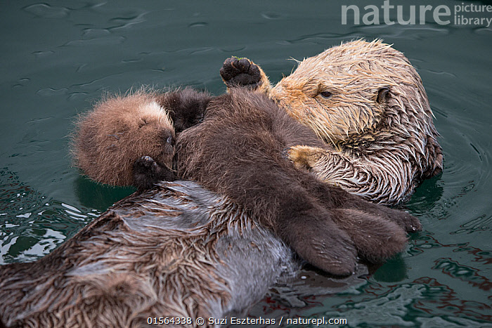 baby otters sleeping