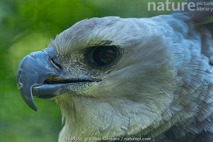 Harpy eagle (Harpia harpyja)