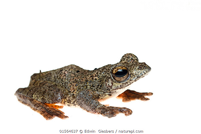 Stock photo of Annam flying frog (Rhacophorus annamensis) captive ...