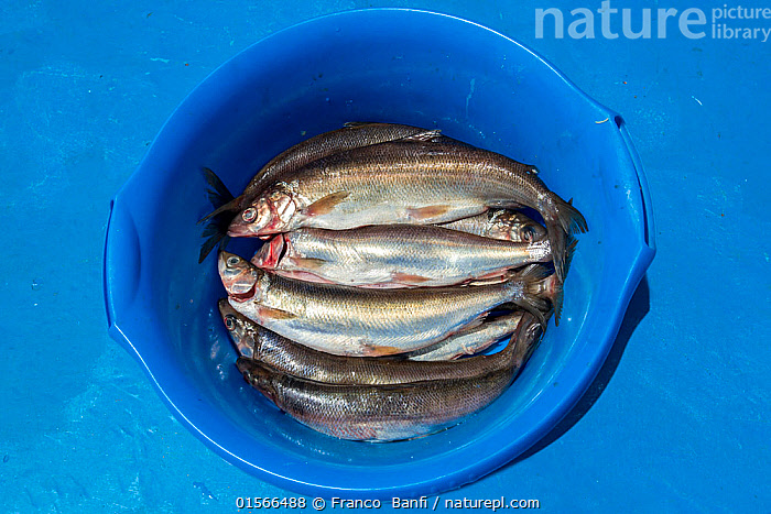 Stock photo of Bucket of Baikal omul fish (Coregonus migratorius), endemic  to Lake…. Available for sale on