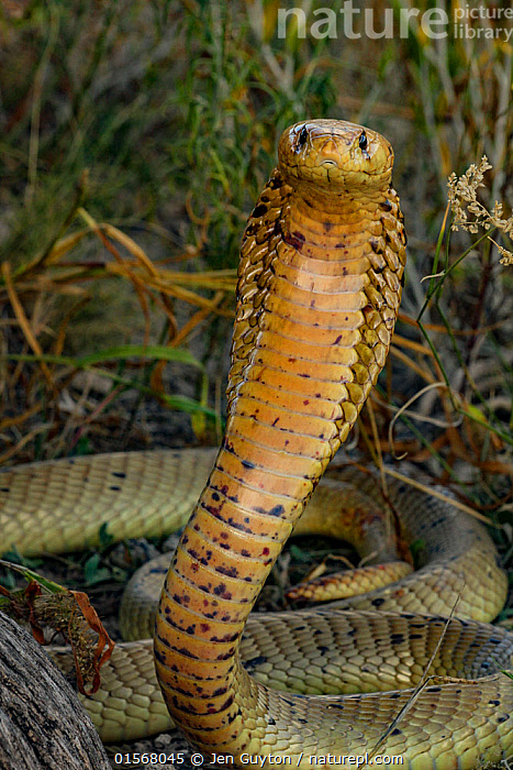 Cape Cobra