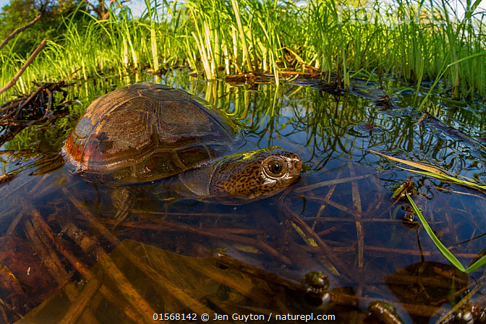 Stock photo of East African black mud turtle (Pelusios subniger) in ...