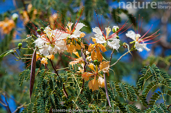 Stock photo of Creamy peacock flower / White gul mohur (Delonix elata ...