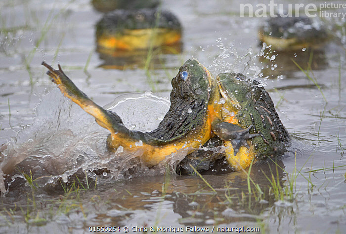 Stock photo of African giant bullfrog (Pyxicephalus adspersus) males ...