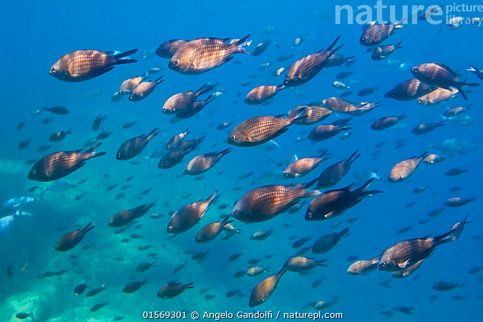 Grassy Seabed Underwater Mediterranean Sea Neptune Stock Photo