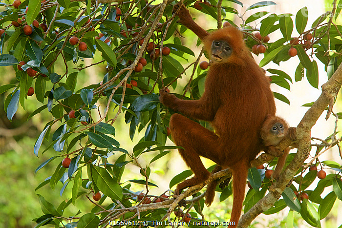 Tir au pigeon – Red Monkeys