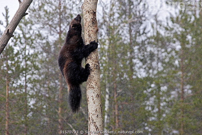 Stock photo of Wolverine (Gulo gulo), climbing a tree, Kuhmo, Finland ...
