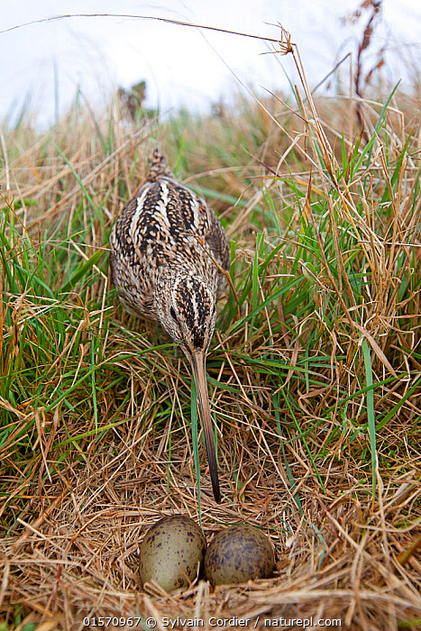Stock photo of Magellanic snipe (Gallinago paraguaiae magellanica ...