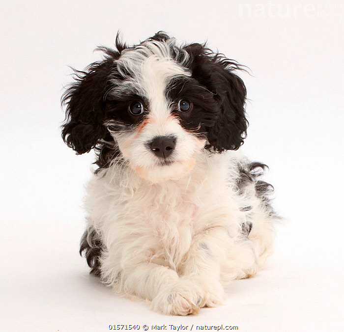 13 Week Cavapoo Stock photo of Black-and-white Cavapoo puppy, age 13 weeks.. Available ...