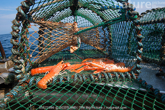 Stock photo of Norway lobsters (Nephrops norvegicus) in a creel / lobster  pot, Lamlash…. Available for sale on