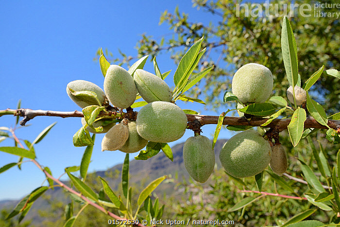 Stock photo of Almond (Prunus dulcis amygdalus / Amygdalus communis) fruits  on a tree on…. Available for sale on www.naturepl.com