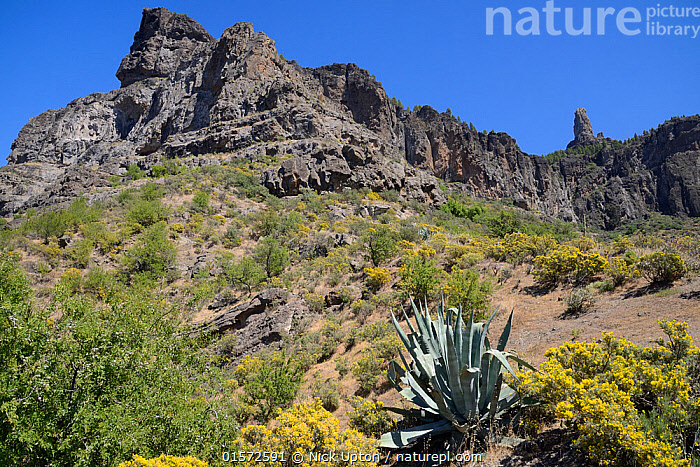 Stock photo of Gran Canaria broom (Teline microphylla) bushes flowering and  a Century. Available for sale on www.naturepl.com
