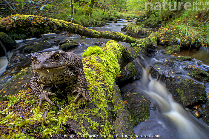 Stock photo of Common toad (Bufo bufo) on fallen tree over river ...