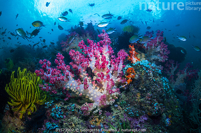 Stock Photo Of RF - Coral Reef With Soft Corals (Dendronephthya Sp) And ...