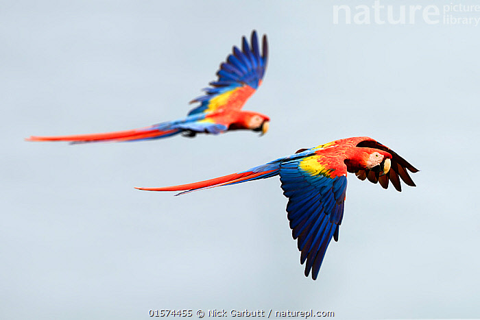 Stock photo of Scarlet Macaws (Ara macao) in flight. Osa Peninsula ...