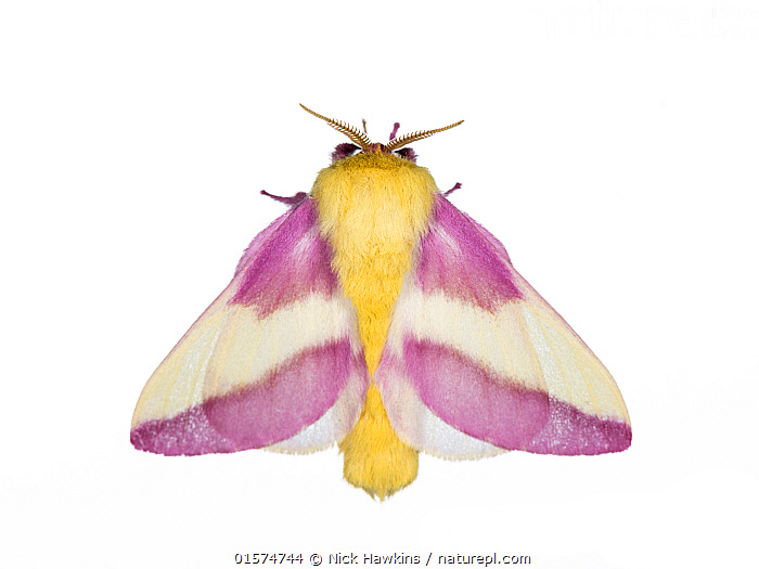 Rosy Maple Moth - Dryocampa rubicunda 