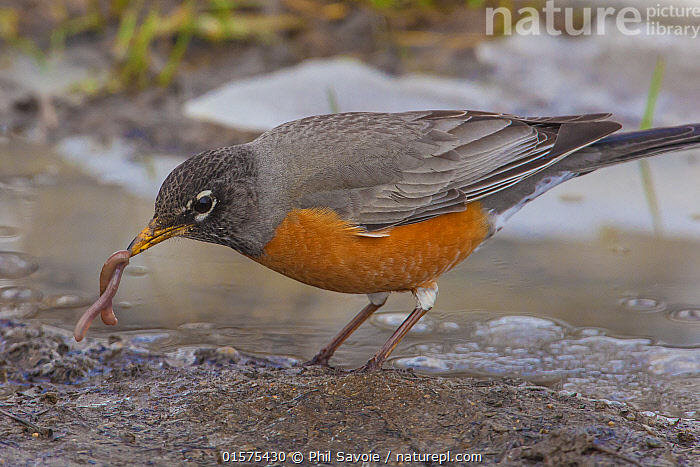 Stock photo of American robin Turdus migratorius hunting worms Bozeman Montana USA Available for sale on www.naturepl