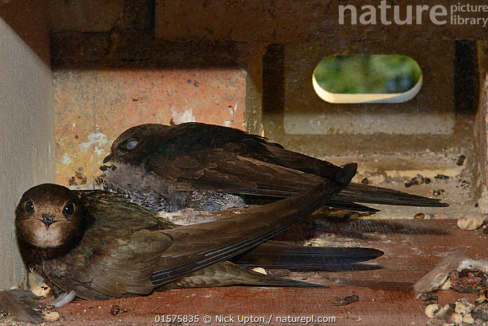 Stock photo of Common swift (Apus apus) pair resting in their nest box ...