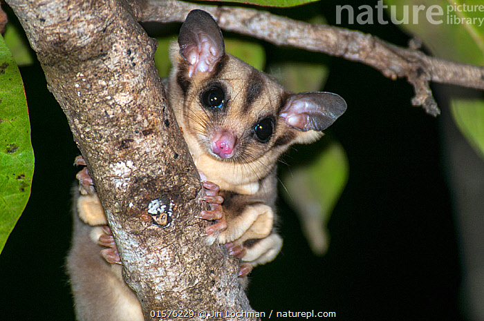 Tasmanian best sale sugar glider