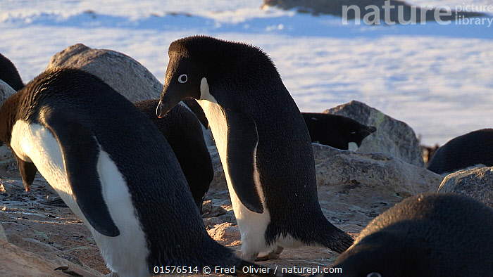 Stealing Rocks Adelie Penguins Stealing Rocks