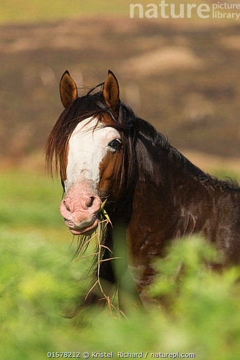 Stock photo of Wild Rapa Nui horse / stallion, Rapa Nui National Park ...