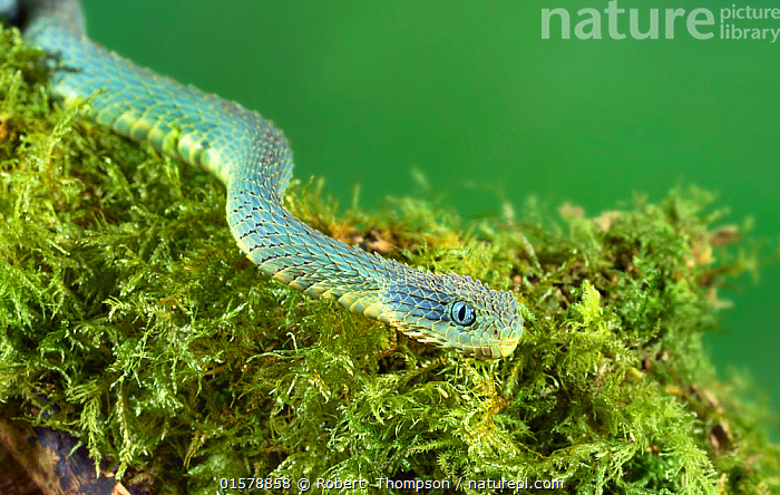 Bush viper (Atheris squamigera), animal portrait, open mouth, captive,  Congo, Stock Photo, Picture And Rights Managed Image. Pic. IBR-4890651