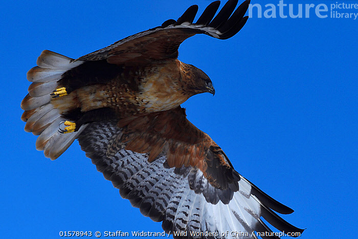 Stock photo of Upland buzzard (Buteo hemilasius), Tibetan