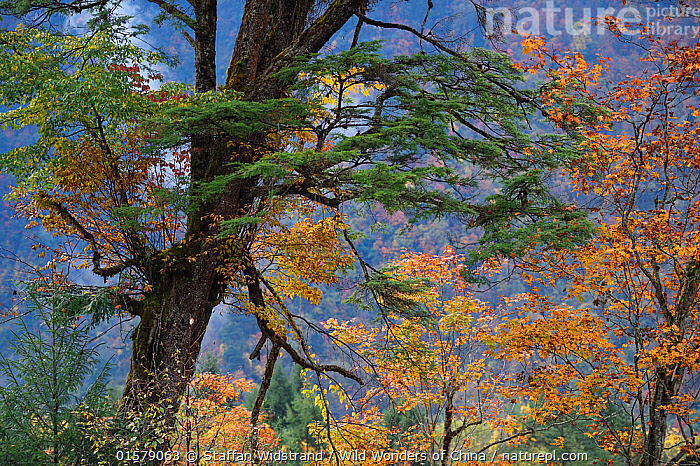 Monwane Tree Stock photo of Tree biodiversity in autumn colours, Humid montane mixed ...