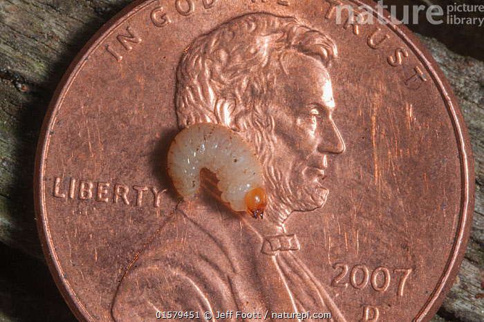 Stock photo of Mountain pine beetle (Dendroctonus ponderosae 