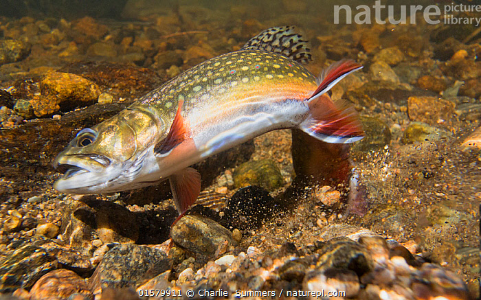 Stock photo of Brook trout (Salvelinus fontinalis) female fanning her tail  as she digs a…. Available for sale on