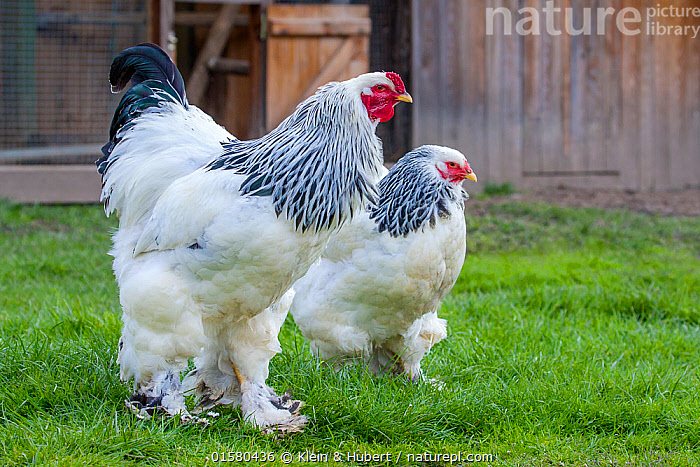 Stock photo of Light brahma hen and rooster, France.. Available for sale on